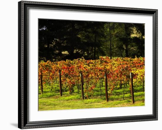 Gapstead Vineyard, near Bright, Victoria, Australia-David Wall-Framed Photographic Print