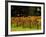 Gapstead Vineyard, near Bright, Victoria, Australia-David Wall-Framed Photographic Print