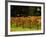 Gapstead Vineyard, near Bright, Victoria, Australia-David Wall-Framed Photographic Print