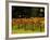 Gapstead Vineyard, near Bright, Victoria, Australia-David Wall-Framed Photographic Print