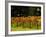 Gapstead Vineyard, near Bright, Victoria, Australia-David Wall-Framed Photographic Print