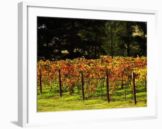 Gapstead Vineyard, near Bright, Victoria, Australia-David Wall-Framed Photographic Print