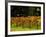 Gapstead Vineyard, near Bright, Victoria, Australia-David Wall-Framed Photographic Print