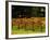 Gapstead Vineyard, near Bright, Victoria, Australia-David Wall-Framed Photographic Print