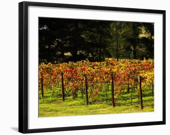 Gapstead Vineyard, near Bright, Victoria, Australia-David Wall-Framed Photographic Print