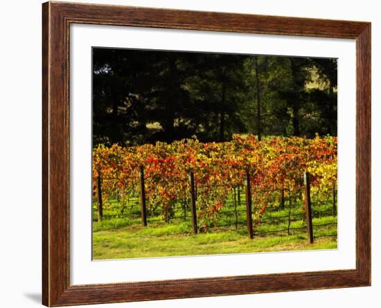 Gapstead Vineyard, near Bright, Victoria, Australia-David Wall-Framed Photographic Print