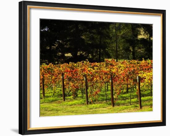 Gapstead Vineyard, near Bright, Victoria, Australia-David Wall-Framed Photographic Print