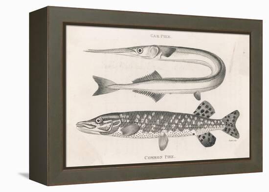 Gar Pike and Common Pike-Heath-Framed Stretched Canvas