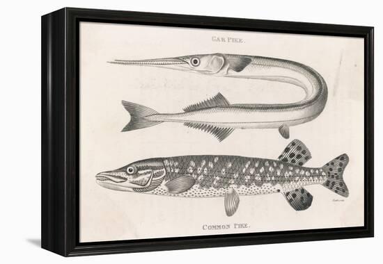 Gar Pike and Common Pike-Heath-Framed Stretched Canvas