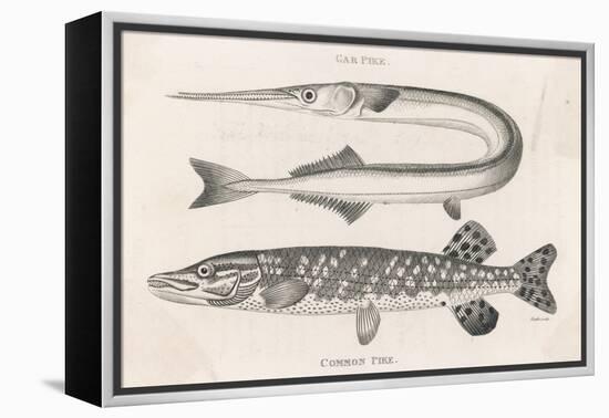 Gar Pike and Common Pike-Heath-Framed Stretched Canvas