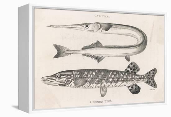 Gar Pike and Common Pike-Heath-Framed Stretched Canvas