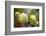 Garden Abstract-Michelle Calkins-Framed Photo