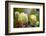 Garden Abstract-Michelle Calkins-Framed Photo