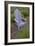 Garden, Adirondack Chair and Straw Hat, Lavender Festival, Sequim, Washington, USA-Merrill Images-Framed Photographic Print