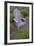 Garden, Adirondack Chair and Straw Hat, Lavender Festival, Sequim, Washington, USA-Merrill Images-Framed Photographic Print