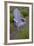 Garden, Adirondack Chair and Straw Hat, Lavender Festival, Sequim, Washington, USA-Merrill Images-Framed Photographic Print