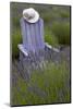 Garden, Adirondack Chair and Straw Hat, Lavender Festival, Sequim, Washington, USA-Merrill Images-Mounted Photographic Print