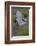 Garden, Adirondack Chair and Straw Hat, Lavender Festival, Sequim, Washington, USA-Merrill Images-Framed Photographic Print