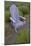 Garden, Adirondack Chair and Straw Hat, Lavender Festival, Sequim, Washington, USA-Merrill Images-Mounted Photographic Print