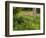 Garden and Forest in New Brunswick, Canada-Ellen Anon-Framed Photographic Print