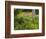 Garden and Forest in New Brunswick, Canada-Ellen Anon-Framed Photographic Print