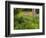 Garden and Forest in New Brunswick, Canada-Ellen Anon-Framed Photographic Print