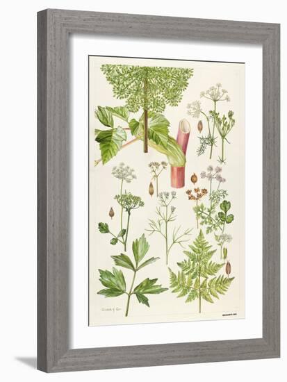 Garden Angelica and Other Plants-Elizabeth Rice-Framed Giclee Print