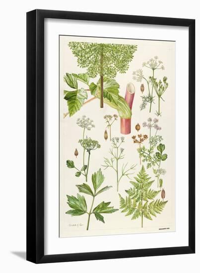 Garden Angelica and Other Plants-Elizabeth Rice-Framed Giclee Print