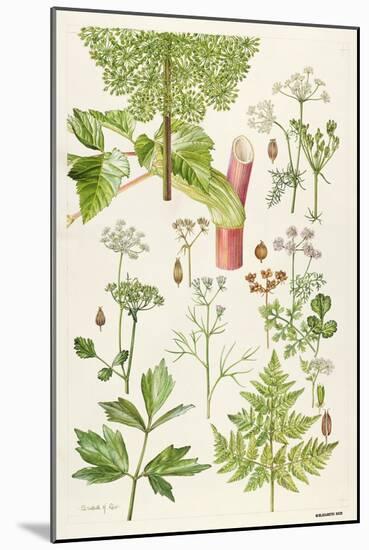 Garden Angelica and Other Plants-Elizabeth Rice-Mounted Giclee Print