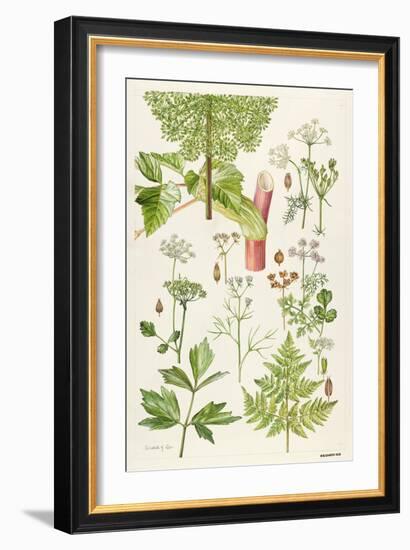 Garden Angelica and Other Plants-Elizabeth Rice-Framed Giclee Print