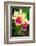 Garden Array I-Laura DeNardo-Framed Photographic Print