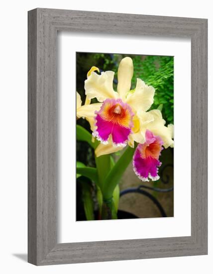 Garden Array I-Laura DeNardo-Framed Photographic Print