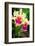 Garden Array I-Laura DeNardo-Framed Photographic Print