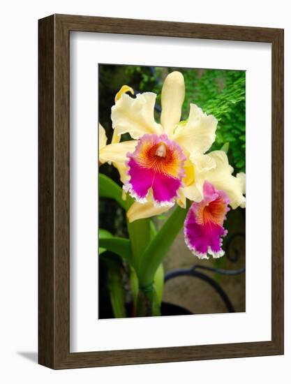 Garden Array I-Laura DeNardo-Framed Photographic Print