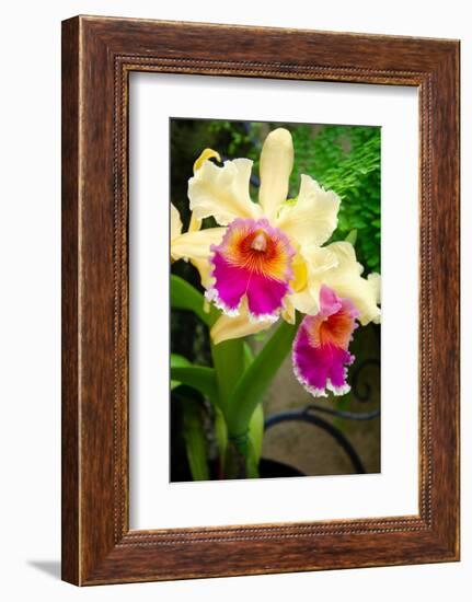 Garden Array I-Laura DeNardo-Framed Photographic Print