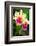 Garden Array I-Laura DeNardo-Framed Photographic Print