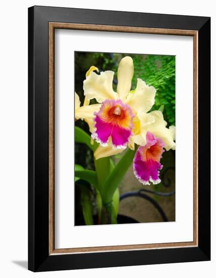 Garden Array I-Laura DeNardo-Framed Photographic Print