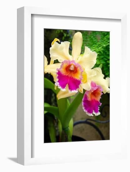 Garden Array I-Laura DeNardo-Framed Photographic Print