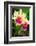 Garden Array I-Laura DeNardo-Framed Photographic Print