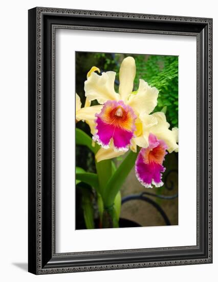 Garden Array I-Laura DeNardo-Framed Photographic Print