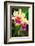 Garden Array I-Laura DeNardo-Framed Photographic Print