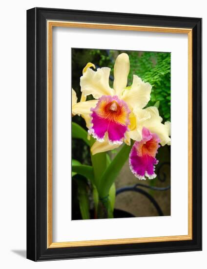 Garden Array I-Laura DeNardo-Framed Photographic Print