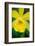 Garden Array II-Laura DeNardo-Framed Photographic Print