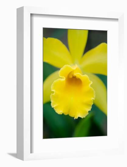 Garden Array II-Laura DeNardo-Framed Photographic Print