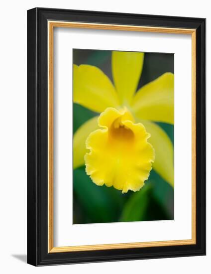 Garden Array II-Laura DeNardo-Framed Photographic Print