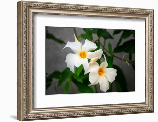 Garden Array IV-Laura DeNardo-Framed Photographic Print