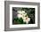 Garden Array IV-Laura DeNardo-Framed Photographic Print