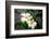 Garden Array IV-Laura DeNardo-Framed Photographic Print