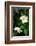 Garden Array V-Laura DeNardo-Framed Photographic Print