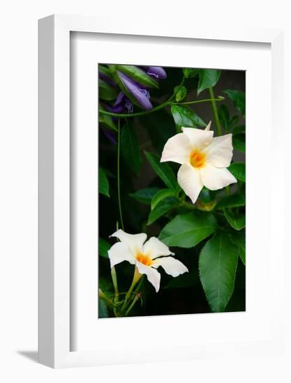 Garden Array V-Laura DeNardo-Framed Photographic Print